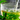 Passion Fruit Green Tea