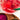 Organic Pitaya Fruit Refresher