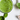 Green Hemp Seed Protein Powder Shake
